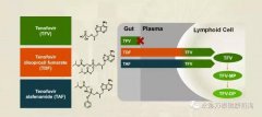 替诺福韦艾拉酚胺(TAF)III期研究结果揭示：96周无耐药，病毒抑制强