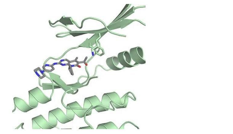 Science：揭示乳腺癌药物帕博西尼的新型作用机制